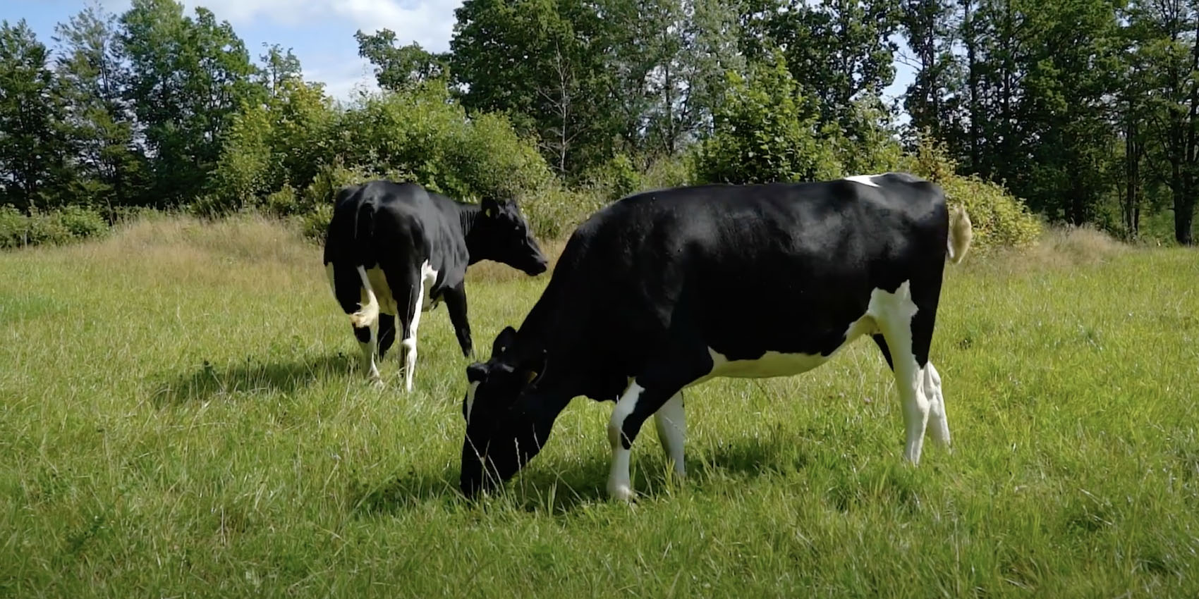 Djurskötare Och Agronom