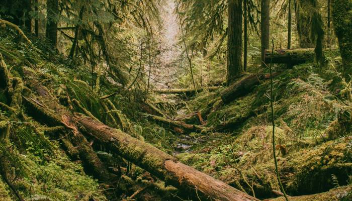 Forest 3