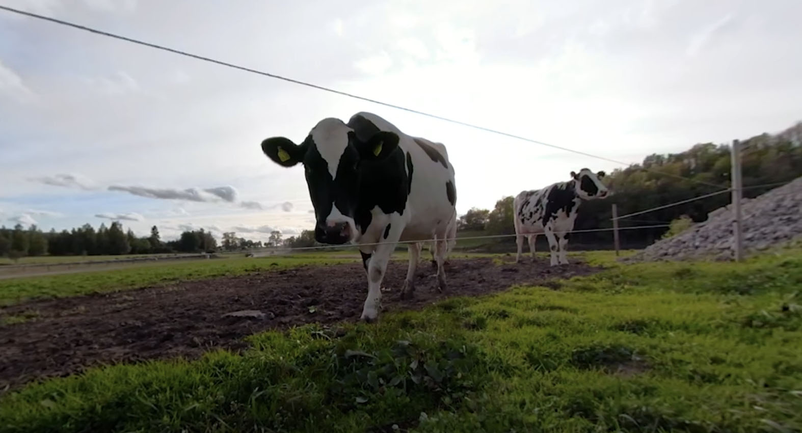 Vr Film Om Hur Ost Blir Till